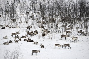 Reindeers in Gällivare/Sweden